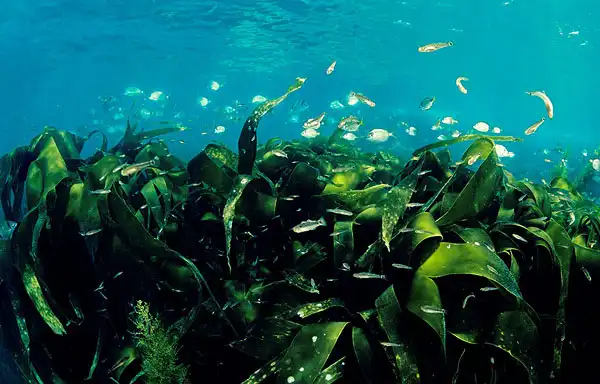 Bulk Astaxanthin Powder: A Strategic Solution for Nutraceutical Manufacturers